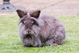 lionhead rabbit all you need to know