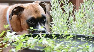 Common Plants Poisonous To Dogs