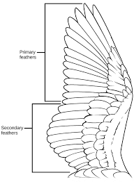 29 5a Characteristics Of Birds Biology Libretexts