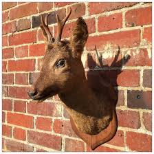 Taxidermy Roe Buck Deer Head Mayfly