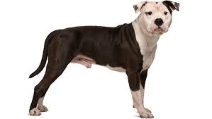 The american staffordshire terrier is a powerful dog breed with a friendly nature. American Staffordshire Terrier Breed Information Pictures Dogtime