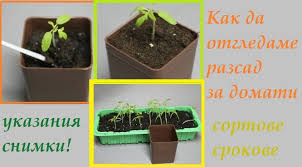 Добра кълняемост и максимално изравнени растения. Koga Se Pravi Razsad Domati V Kofichki I Kak Tnkosti 2021 Paralel 42