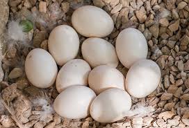 8 kinds of bird eggs you can eat