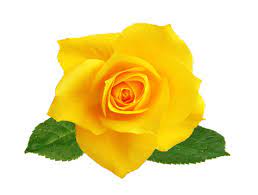 single yellow rose images browse 60