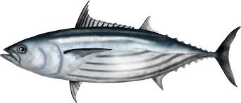 Name That Tuna Greenpeace Australia Pacific