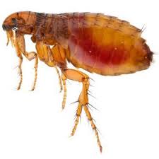 getting rid of fleas naturally thriftyfun