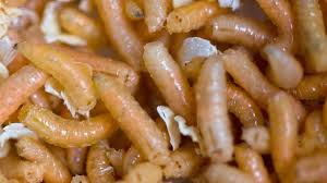 maggot control how to get rid of