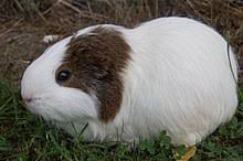 List Of Guinea Pig Breeds Wikipedia
