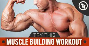 muscle building workout plan