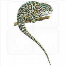carpet chameleon signed fine art