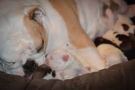 complications after dogs give birth