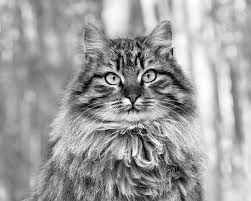 Siberian Cat Insurance Cat Breed