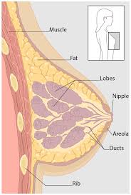 What Is Breast Cancer Cdc