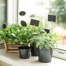 Grow Your Windowsill Herb Garden