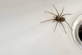 The Truth About Spiders In Your Bath