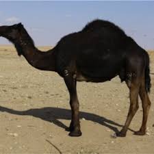Camels are large mammals of the bovine family that are adapted to live in arid desert, steppe and prairie regions of the world. Pdf Animals That Produce Dairy Foods Camel