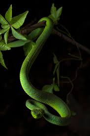 green pit viper hanging from branch