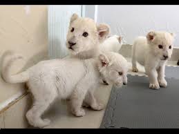 white lion cubs rare white lion