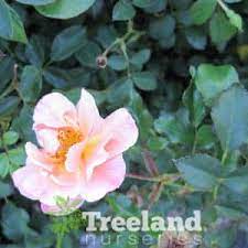 amber flower carpet rose rosa x