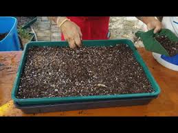 planting desert roses from seeds you