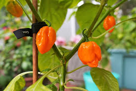 how to grow scotch bonnet peppers