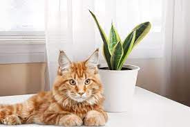 Is Snake Plant Poisonous To Cats Dogs