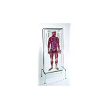 The Thin Man Sequential Human Anatomy Flipchart Figure W Stand Lfa Dg100