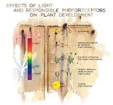 light spectrum on plant development