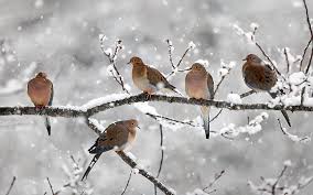 five birds mourning doves twigs