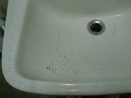 25 tiny bugs in bathroom sink how to