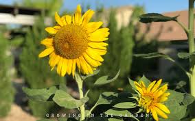 How To Grow Sunflowers Growing In The