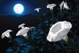 Night Blooming Flowers Moon Garden