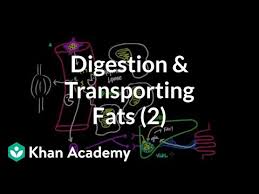 Digestion Mobilization And Transport Of Fats Part Ii