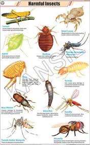 Harmful Insects For Zoology Chart