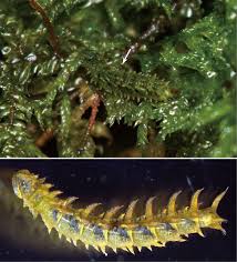 cryptic fleshy coat aids larvae in