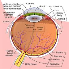 Anatomy Of The Eye Kellogg Eye Center Michigan Medicine