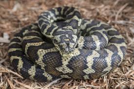 large python snake found hidden in