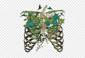 Numbered ribs, sternum, cartilage parts and clavicular articulation. Lungs Shaped Vegetable Digital Art Lung Drawing Art Anatomy Rib Cage Skeleton Heart Color Flower Png Pngwing