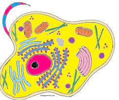 It has more extensive descriptions of cell parts and a numbered image to help students locate the parts. Animal Cell Colouring Worksheet Total Update