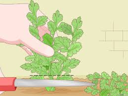 como plantar salsinha usando uma muda