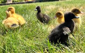 Raising Backyard Ducklings Murray
