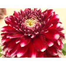 1,000+ vectors, stock photos & psd files. Fresh Dahlia Flower Plant Rs 10 Piece Shivalankar Nursery Garden Developers Id 20300462255