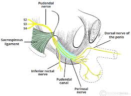 Image result for pudendal nerve