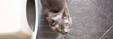 male cat urinary blockages causes
