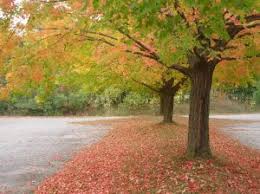 facts about maple trees