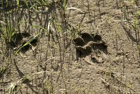 how to identify a mountain lion track