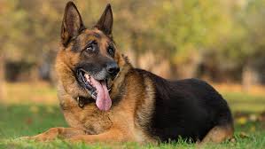 Early Neutering Poses Health Risks For German Shepherd Dogs