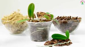 can i use cactus soil for orchids and
