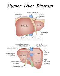 The liver is about 2% of body weight in the adult, which amounts to approximately 1400 g in females and 1800 g in males. Liver Diagram Stock Illustrations 4 166 Liver Diagram Stock Illustrations Vectors Clipart Dreamstime