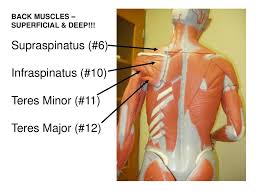 The teres major and minor muscles play an important role in assisting the shoulder to help your rhomboid muscles stabilize the shoulder blade. How Muscles Are Named 3 Major Naming Criteria Ppt Download